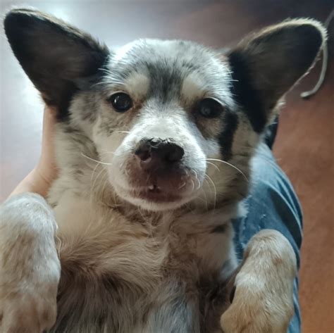 Alright Babe You Re Definitely Too Darn Cute For This World Take My Money Crossedcorgi R