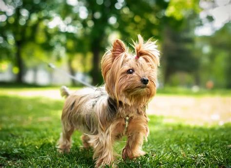 Yorkshire Terrier Facts: Essential Information For Pet Owners