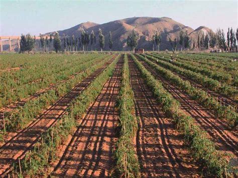 Goji Berries Berries For Africa