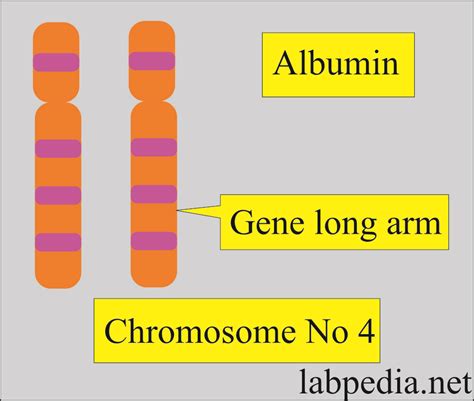 Albumin (Serum Albumin) - Labpedia.net