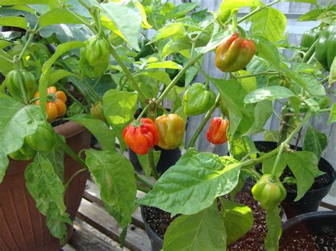 Hot Chilli Collection 4 Varieties Chilli Seeds VIRIDIS HORTUS