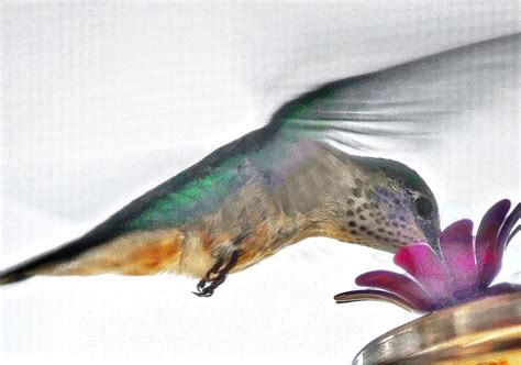 Broadtail Hummingbird Smithsonian Photo Contest Smithsonian Magazine