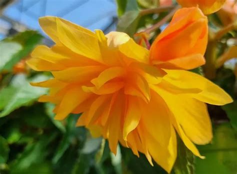 Begonia Belleconia Mango sadzonki wysyłkowo