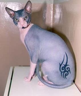 Sphynx Cat Tattoo | The Free Images