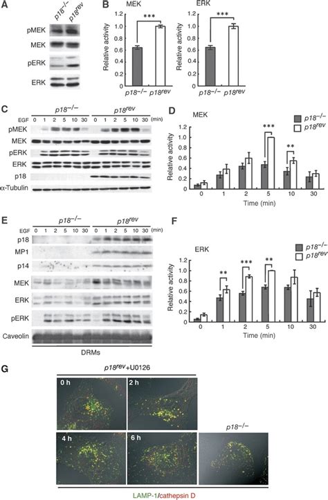 Effects Of P18 Loss On The MEKERK Activity A Total Cell Lysates