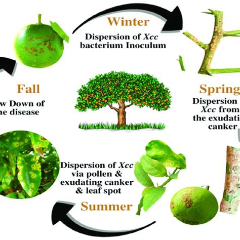 Pdf Citrus Canker A Persistent Threat To The Worldwide Citrus