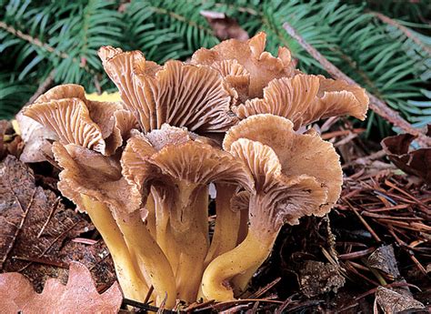 Un Champignon De Saison La Chanterelle En Tube Ou Girolle Grise