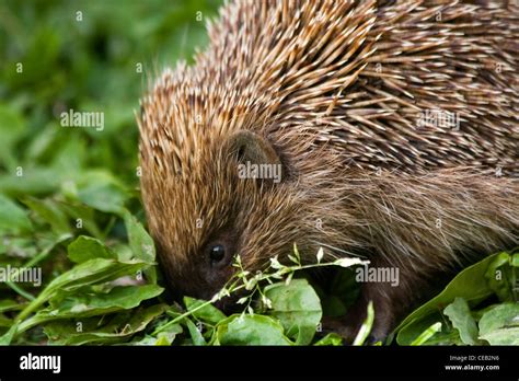 Hedgehog In Garden Stock Photo Alamy