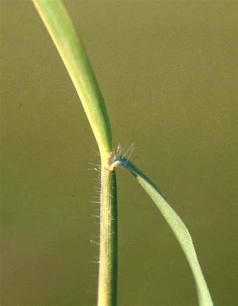 Blanket Crabgrass Pests Georgiaturf