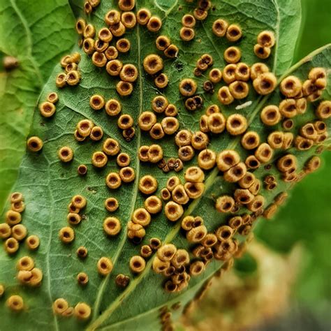Silk button gall wasp galls on the underneath of oak leaves in my local
