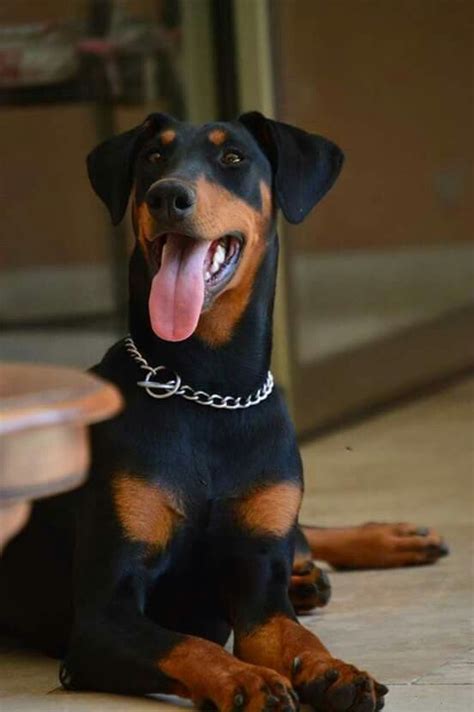 Doberman Uncropped Ears Puppy