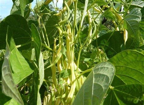 Фасоль спаржевая Масляный король 🌱 - купить семена фасоли в Украине ...