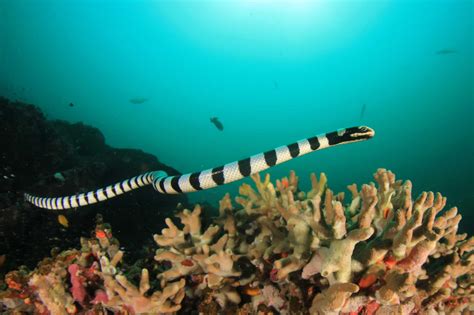 Sea Snake vs Eel: 5 Key Differences Explained - A-Z Animals