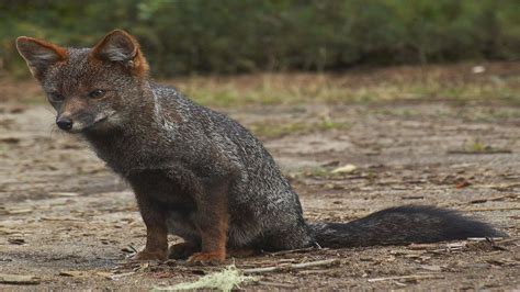 Zorro de Chiloé Guia de Fauna RutaChile