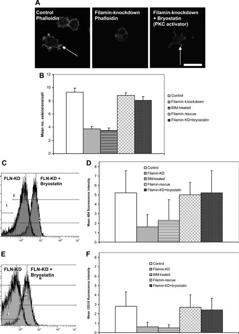 Filamin and PKC coregulate 1 integrin expression, activation, and cell ...