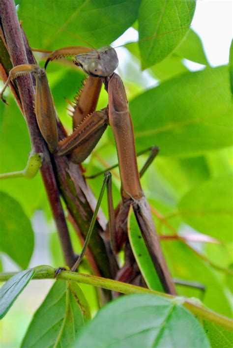 The Praying Mantises in My Flower Garden - The Martha Stewart Blog