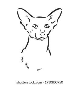 Big Pussy Cat Vector Silhouette 库存矢量图免版税411317839 Shutterstock