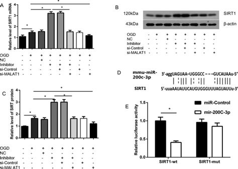 Malat1 Lncrna Induces Autophagy And Protects Brain Microvascular