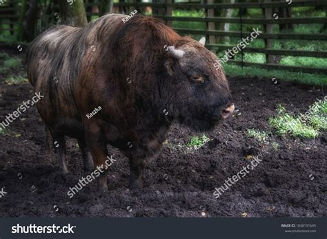 100 Buffalo Bison Hybrid Images, Stock Photos & Vectors | Shutterstock