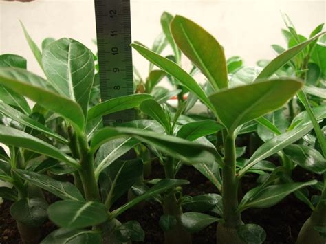 Адениум (Adenium). Семена Адениумов , Плюмерий | ВКонтакте