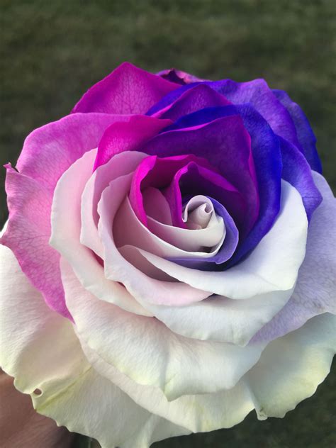 Beautiful Rare Roses at Ricky Vanzant blog