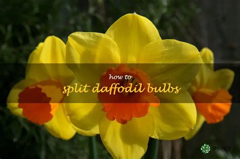 A Step By Step Guide To Splitting Daffodil Bulbs Shuncy