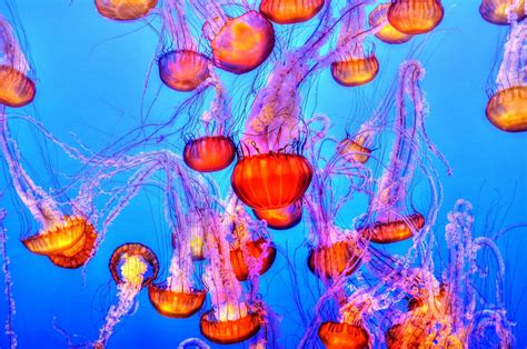 images water underwater orange jellyfish blue coral