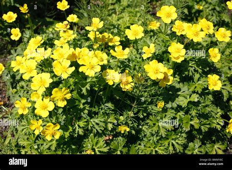 Trollius Acaulis Plants In Flower Stock Photo Alamy