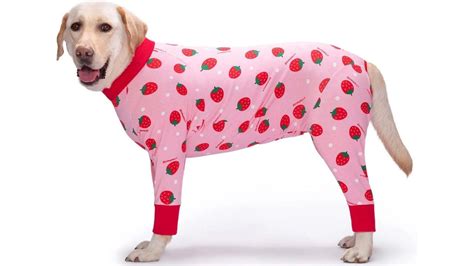 Recovery Suit For Dogs Your Comprehensive Guide