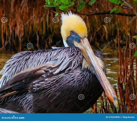 Brown Pelican Pelecanus Occidentalis Adult Pelican Bird Sleeping In