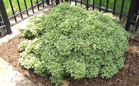 Mojo Dwarf Variegated Pittosporum - Shrubs | Plants, Dwarf shrubs ...