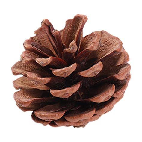 Bsjjy Pinecones Tall Bulk Package All Natural Real Preserved Pine Cones Big Pinecones And