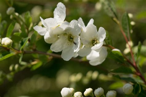 Garten Navi Kleine Prunkspiere Exochorda X Macrantha The Bride