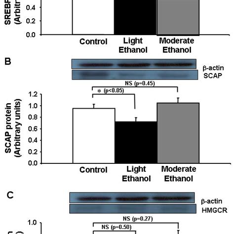 Protein Expression Of SREBP 1 SCAP And HMG CoA Reductase In The Liver