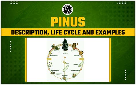 Pinus Classification Life Cycle Species Characteristics Habitat