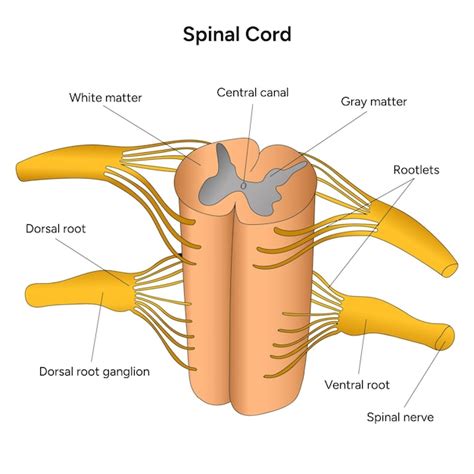 Premium Vector Cross Section Of Spinal Cord Medical Science