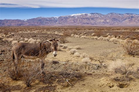 Wild Ass SHELLEY CARLISLE PHOTOART