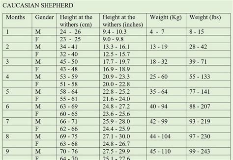 Australian Shepherd Puppy Growth Chart