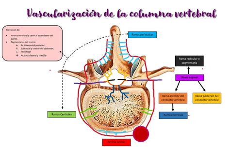 Ramas De La Arteria Vertebral