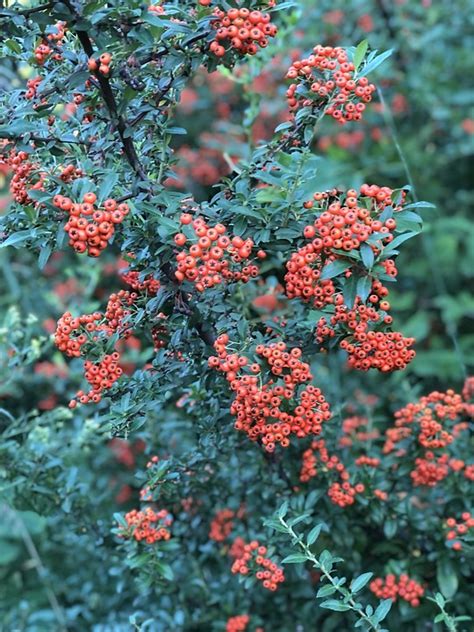 Wild Berries Red Trees - Free photo on Pixabay - Pixabay