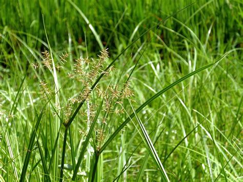 Cyperus Pilosus Eflora Of India