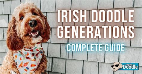 Which Irish Doodle Generation is Best? (F1, F1B, F2, etc.)