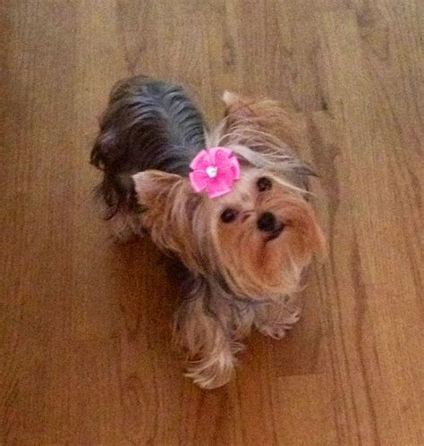 Yorkie Puppy Sophia 4 Lbs Yorkie Puppy Yorkie Yorkshire Terrier