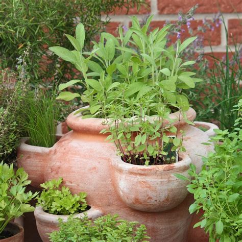 How To Successfully Grow Your Kitchen Herb Garden