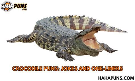 180 Crocodile Puns Jokes And One Liners