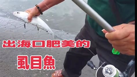 彌陀出海口釣虱目魚 、烏魚、 豆仔魚（ 第123部）fishing For Milkfish Mullet Bean Larvae