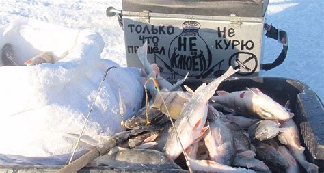 Куплю ящик для зимней рыбалки и удочку — Рыбалинг — Рыбалка в Эстонии и ...