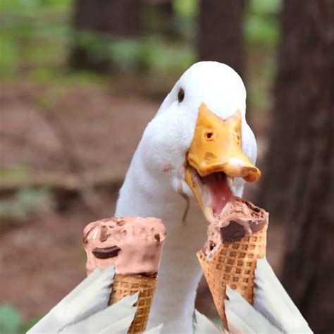 Pet Ducks Baby Ducks Goose Tattoo Aflac Duck Funny Animals Cute