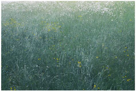 An Impressionistic Field Of Oxeye Daisies