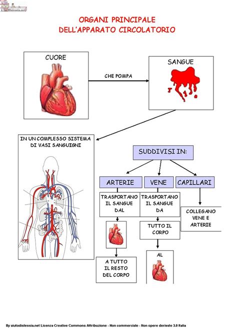 Apparato Circolatorio Sc Elementare Aiutodislessia Net Quaderni